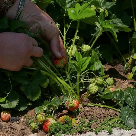 Cvitini Dvori Garjak * Vrlika