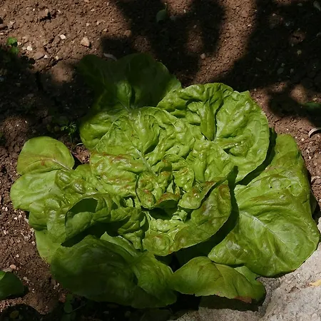 Cvitini Dvori Garjak *
